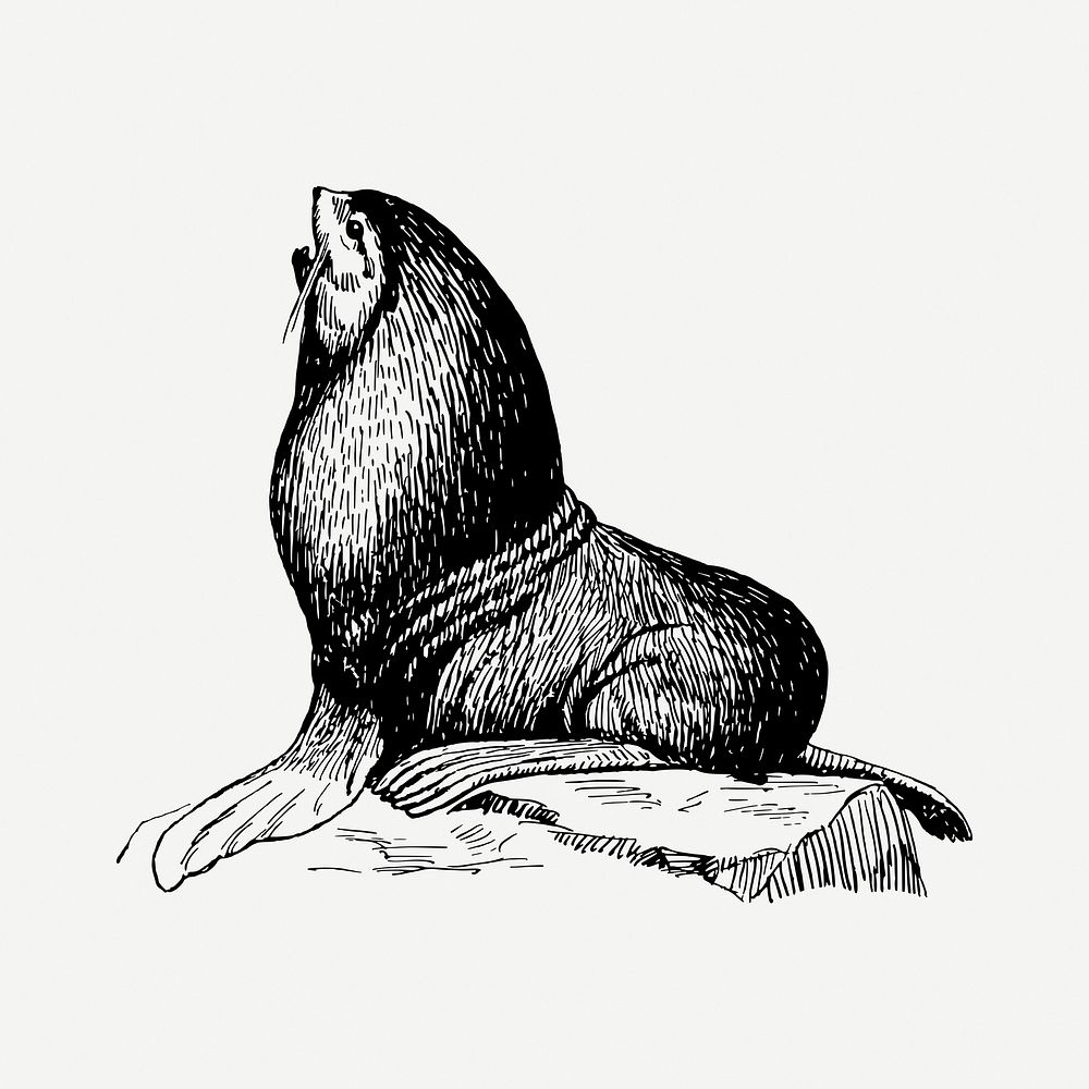Seal animal drawing, vintage sea life illustration psd. Free public domain CC0 image.