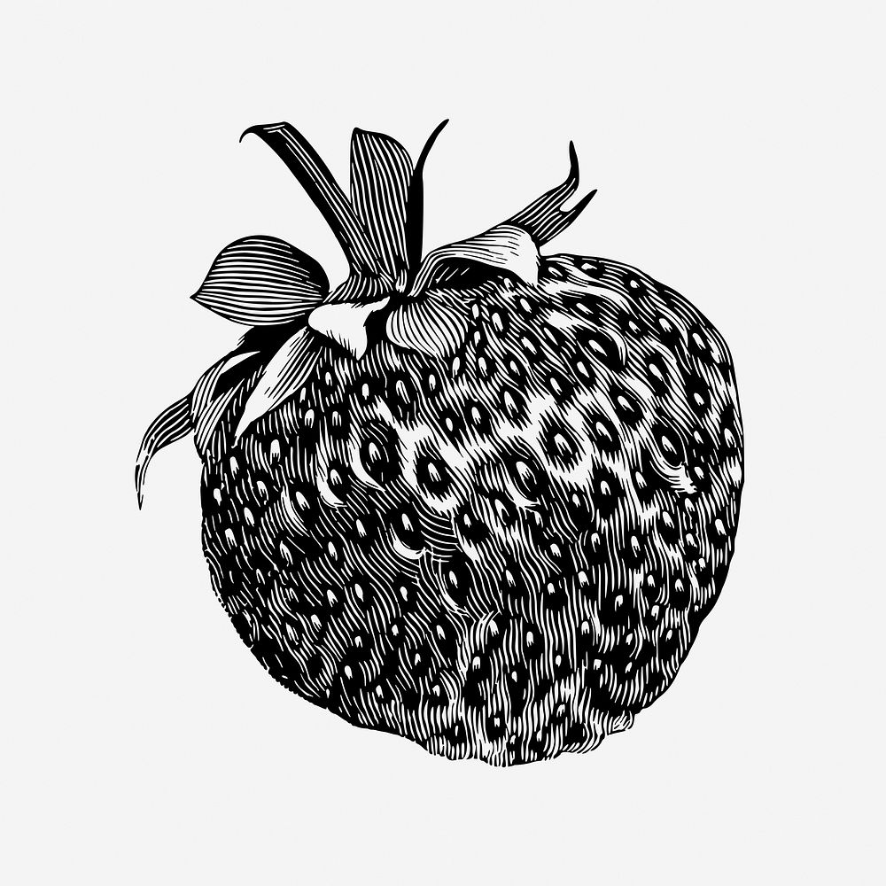 Vintage strawberry, citrus fruit drawing. Free public domain CC0 image.