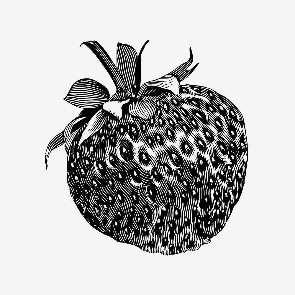 Strawberry drawing, vintage fruit illustration psd. Free public domain CC0 image.