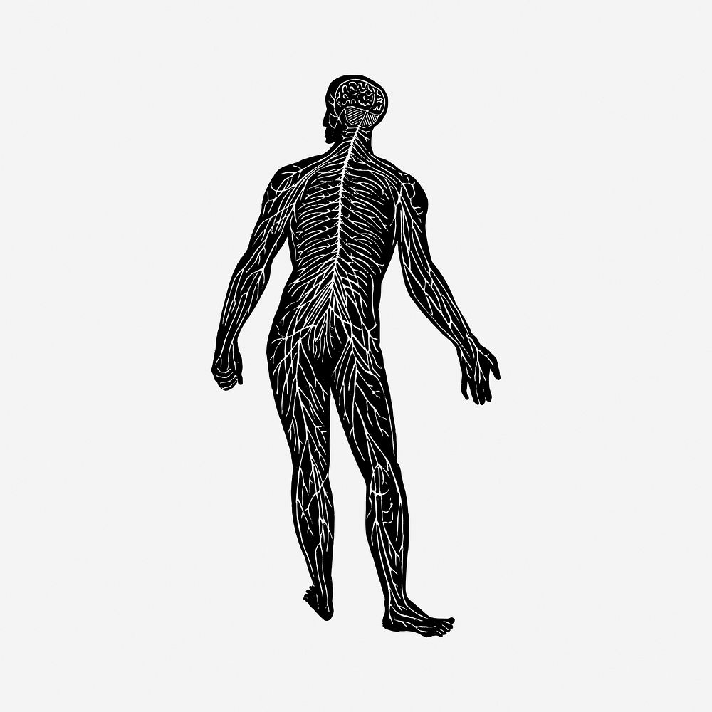 Human nerve system, anatomy hand drawn illustration. Free public domain CC0 image.