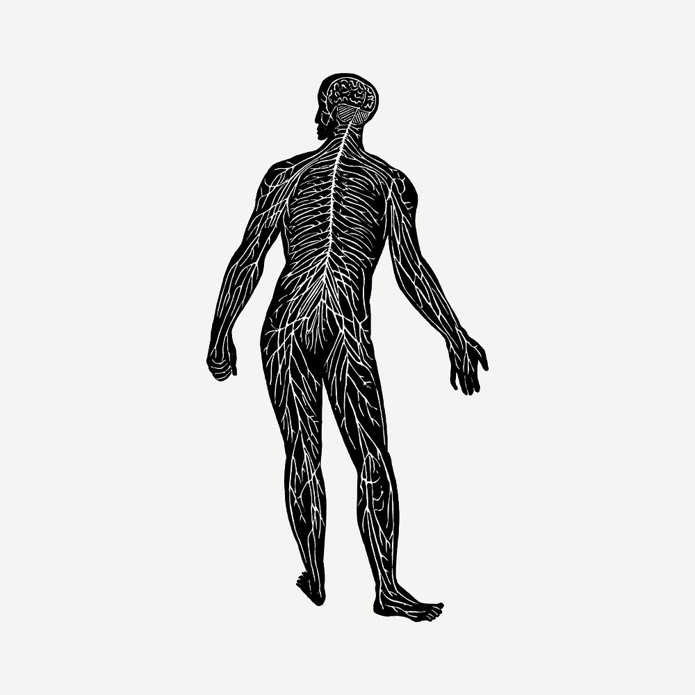 Human nerve system, anatomy vintage drawing psd. Free public domain CC0 image.