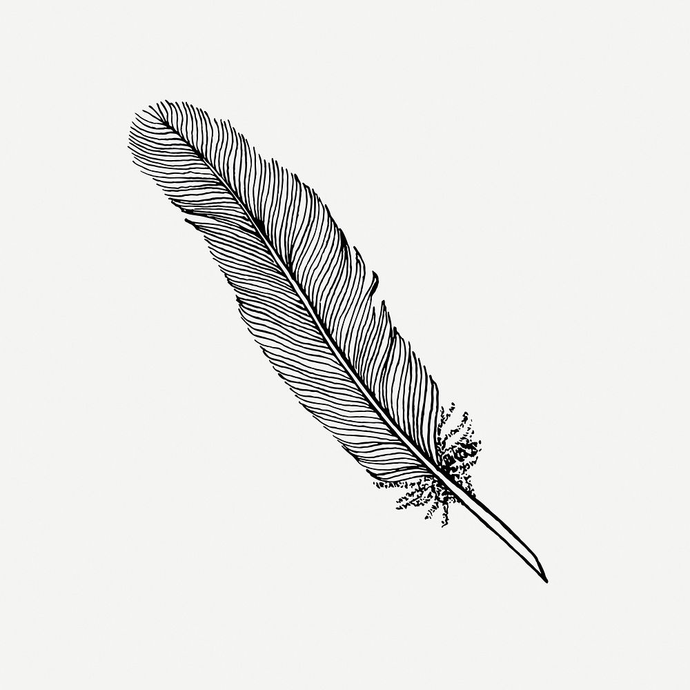 Feather quill drawing, vintage stationery illustration psd. Free public domain CC0 image.