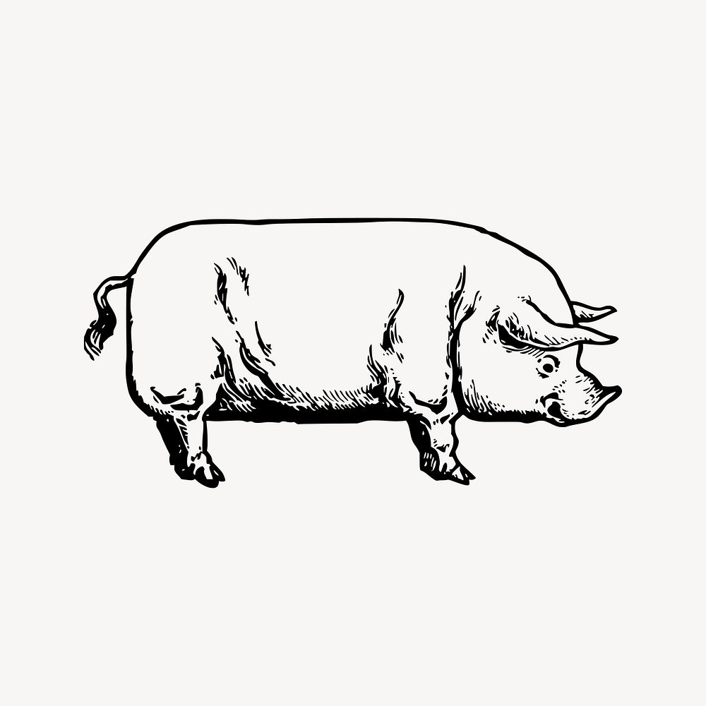 Vintage pig drawing clipart, livestock animal hand drawn illustration vector. Free public domain CC0 image.