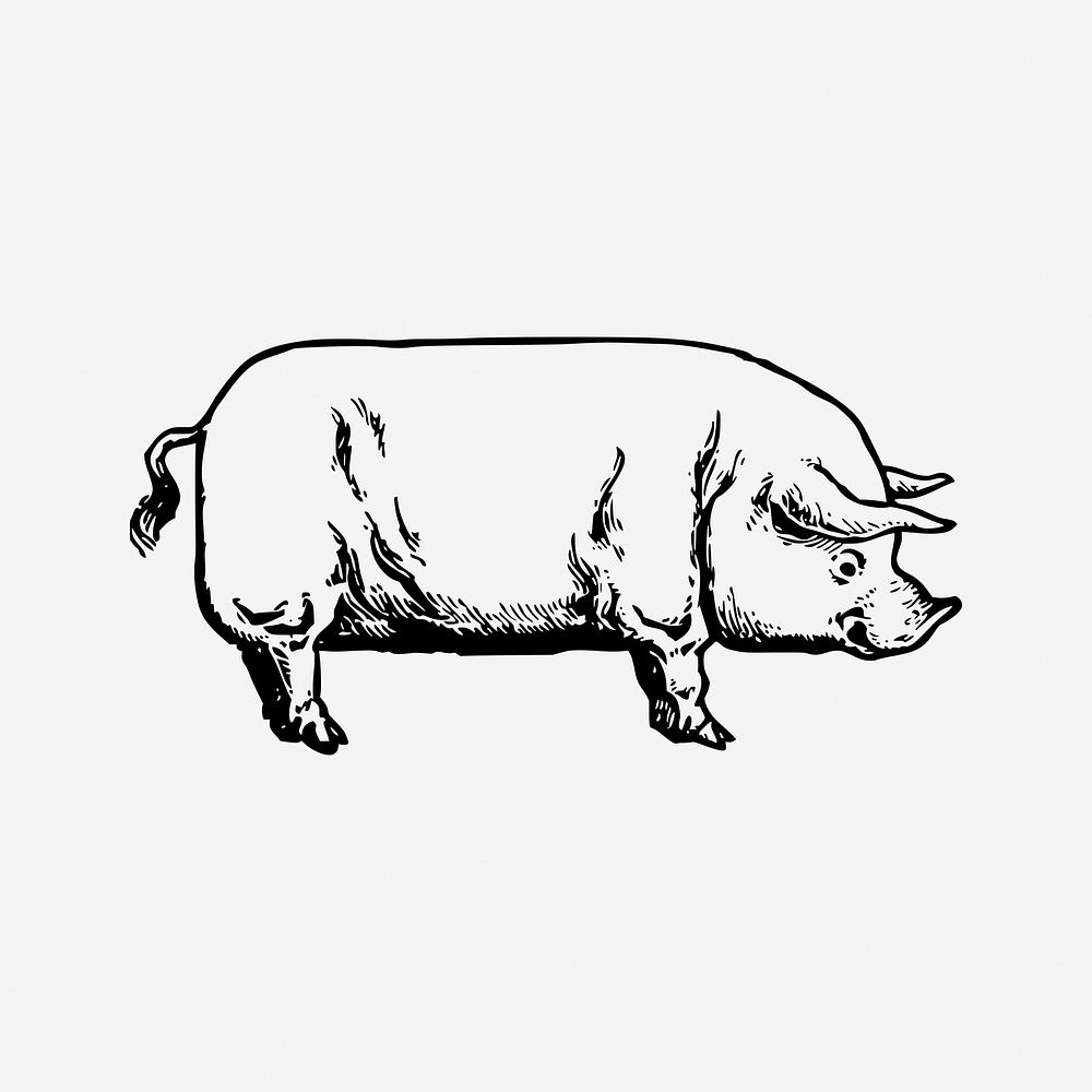 Vintage pig drawing clipart, livestock animal illustration. Free public domain CC0 image.