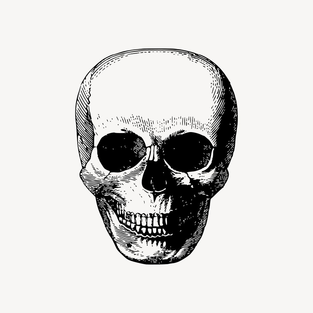 Human skull drawing clipart, Halloween vintage illustration vector. Free public domain CC0 image.