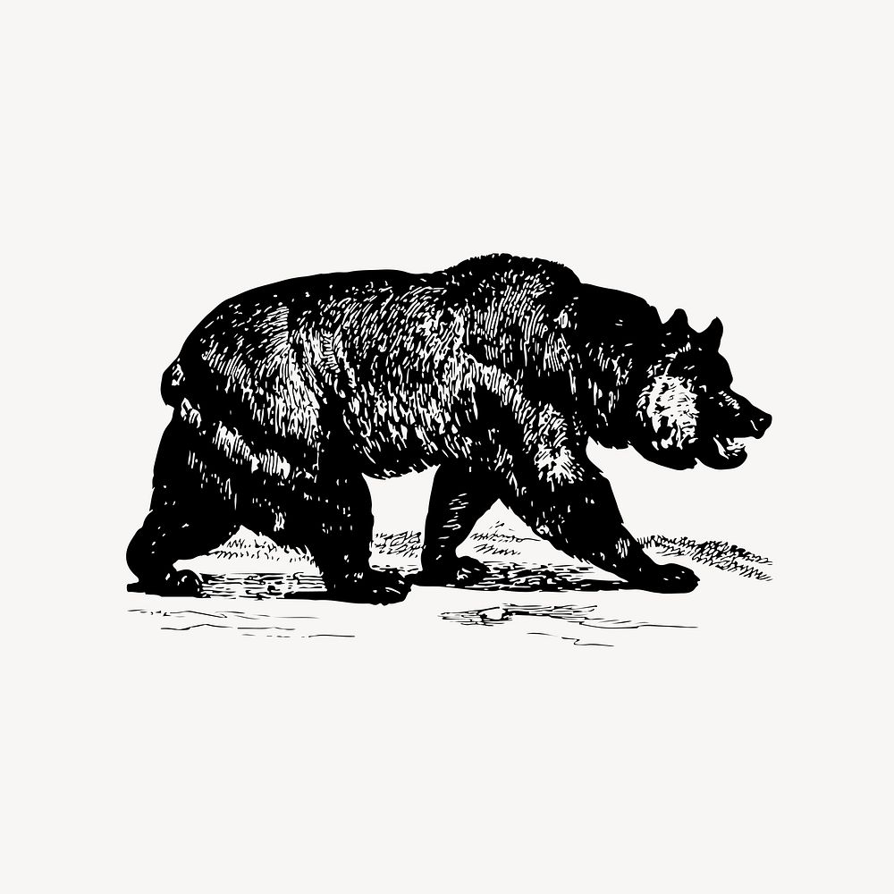 Grizzly bear drawing clipart, vintage animal, wildlife illustration vector. Free public domain CC0 image.