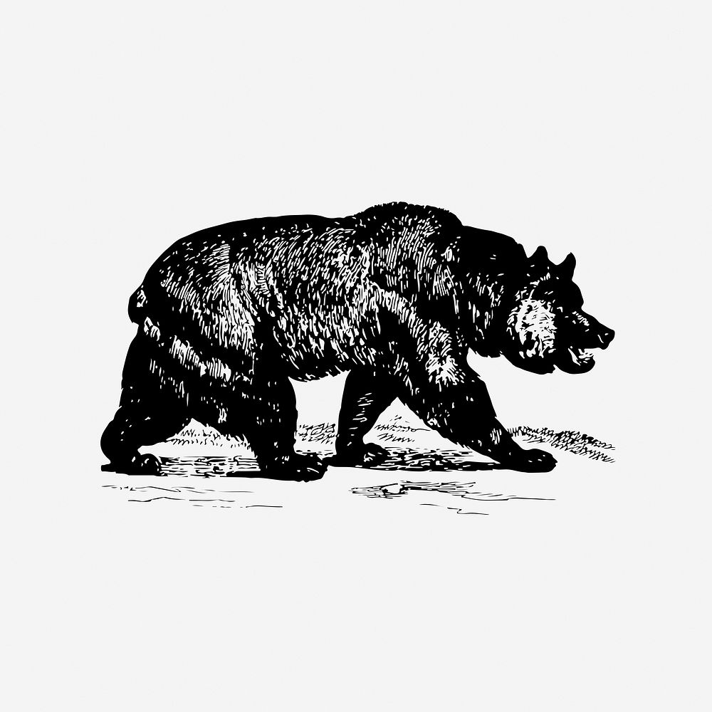 Grizzly bear drawing clipart, vintage animal, wildlife illustration. Free public domain CC0 image.