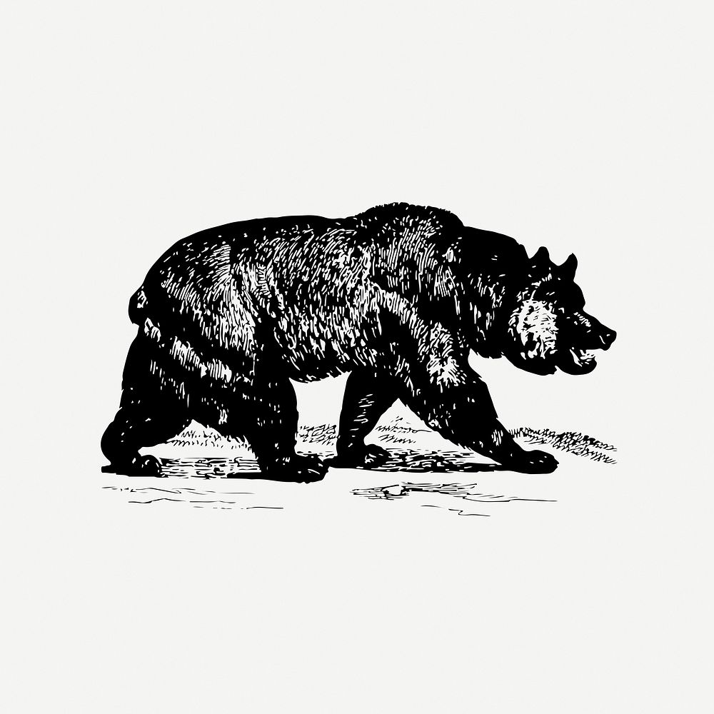 Grizzly bear drawing clipart, vintage animal, wildlife illustration psd. Free public domain CC0 image.