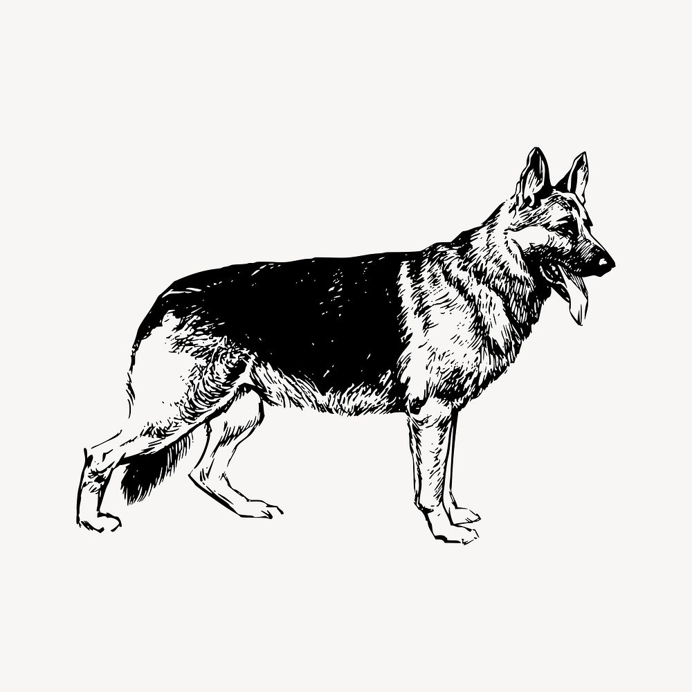 German Shepherd dog drawing, vintage animal illustration vector. Free public domain CC0 image.