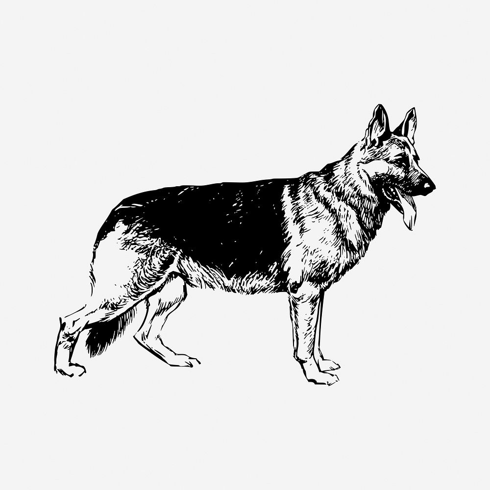 German Shepherd dog drawing, vintage animal illustration. Free public domain CC0 image.