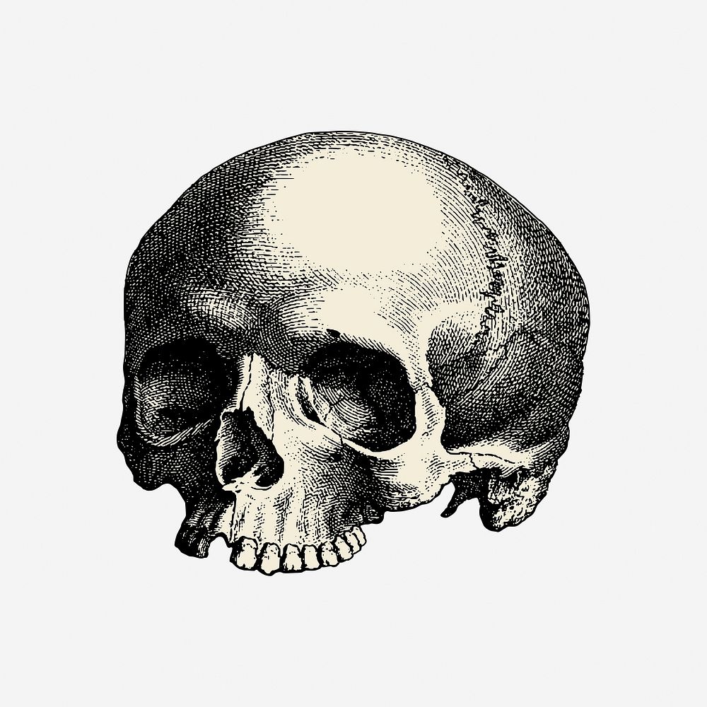 Halloween human skull hand drawn illustration. Free public domain CC0 image.