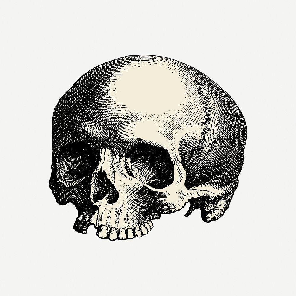 Human skull drawing collage element, Halloween illustration psd. Free public domain CC0 image.
