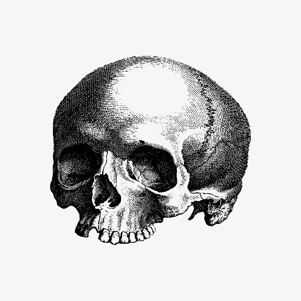 Human skull clipart, Halloween vintage hand drawn illustration vector. Free public domain CC0 image.