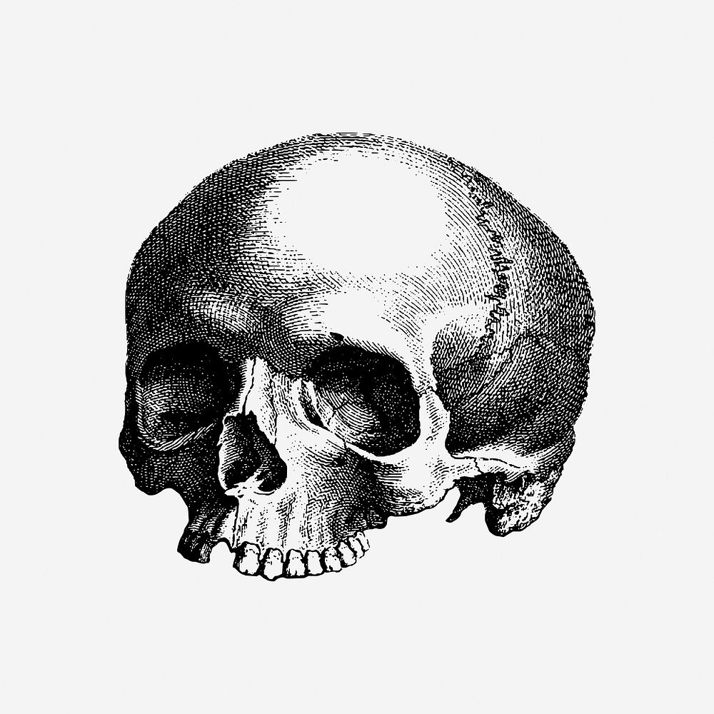 Halloween human skull hand drawn illustration. Free public domain CC0 image.