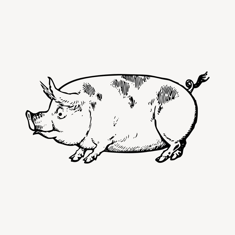 How to Draw a Pig: A Step-by-Step | How to Mimi Panda