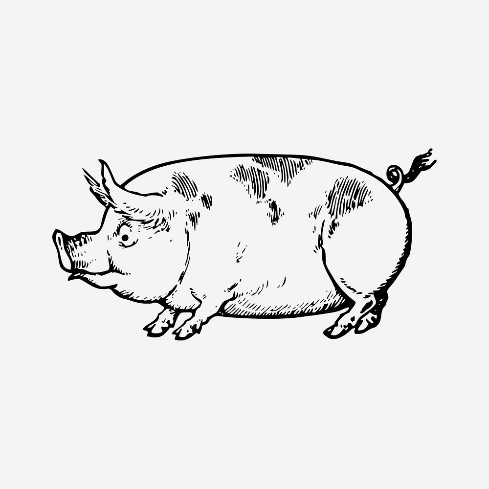 Vintage pig drawing, livestock animal illustration. Free public domain CC0 image.
