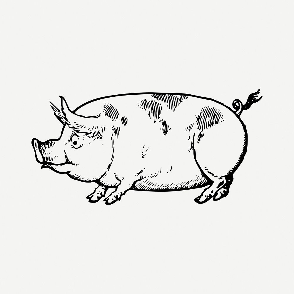 Vintage pig drawing clipart, livestock animal illustration psd. Free public domain CC0 image.