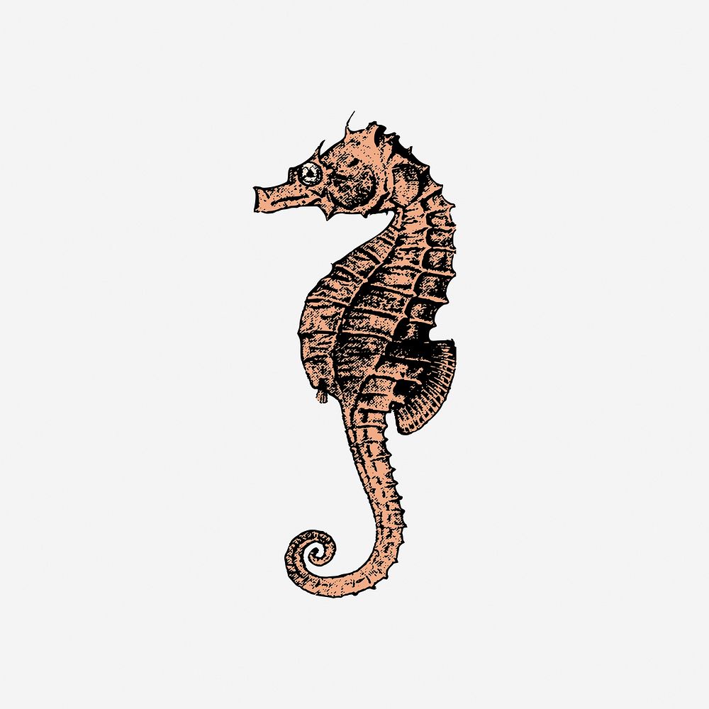 Vintage seahorse clipart, aquatic animal illustration. Free public domain CC0 image.