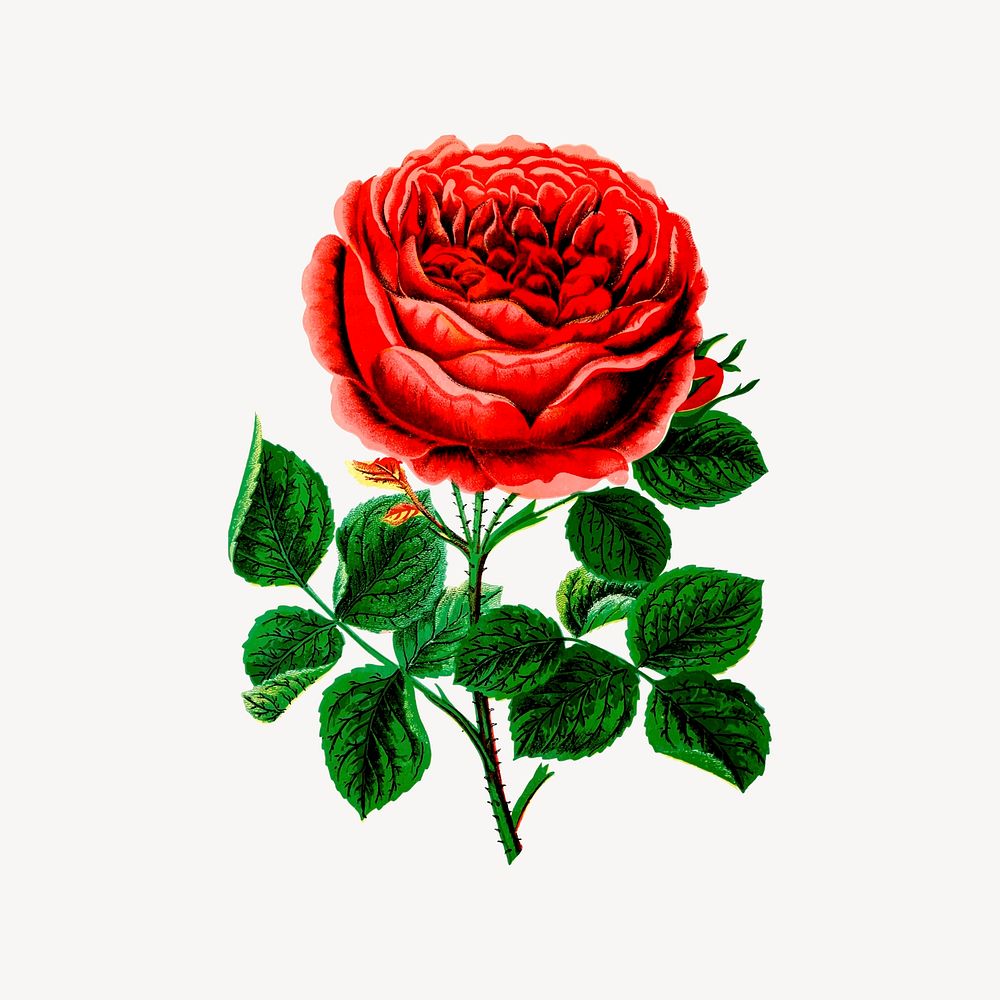 John hopper rose clipart, flower illustration vector. Free public domain CC0 image.
