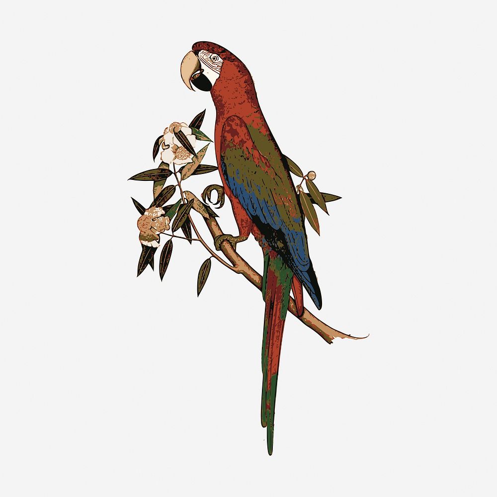 Parrot bird clipart, exotic animal illustration. Free public domain CC0 image.