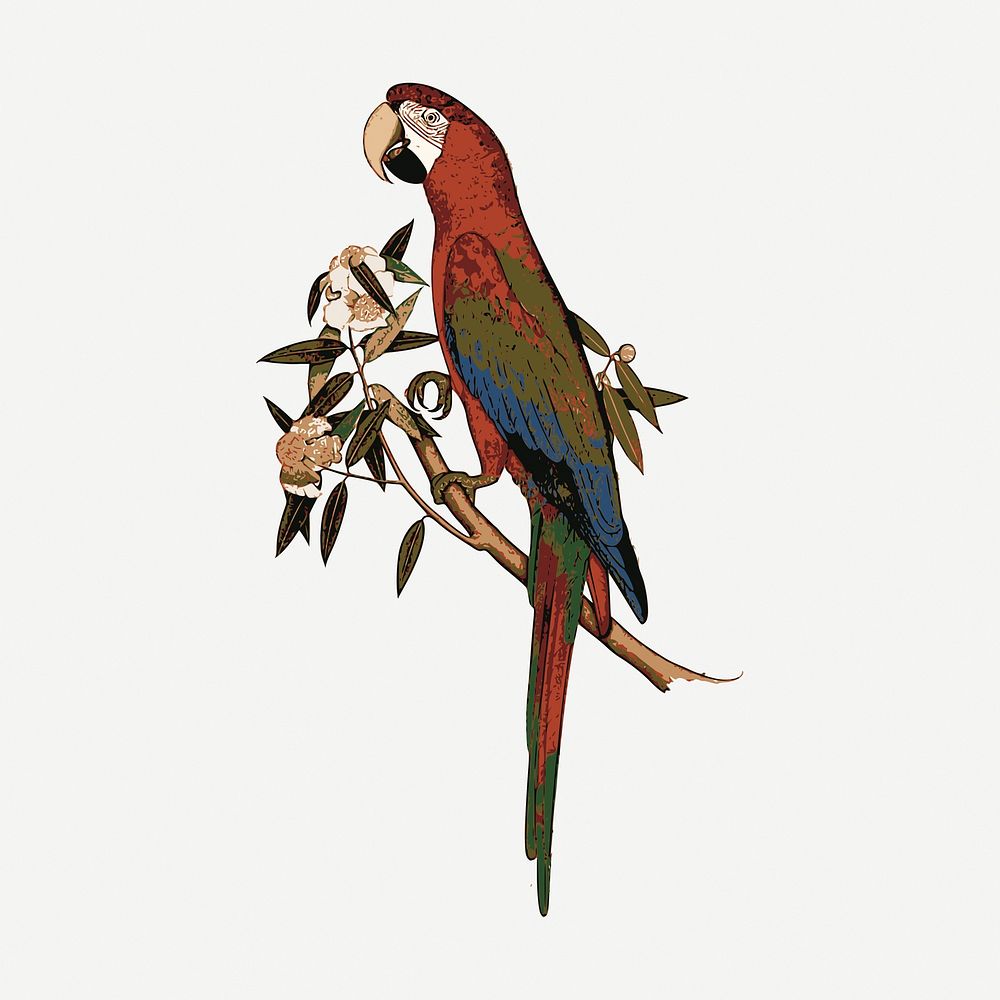 Parrot bird clipart, exotic animal illustration psd. Free public domain CC0 image.