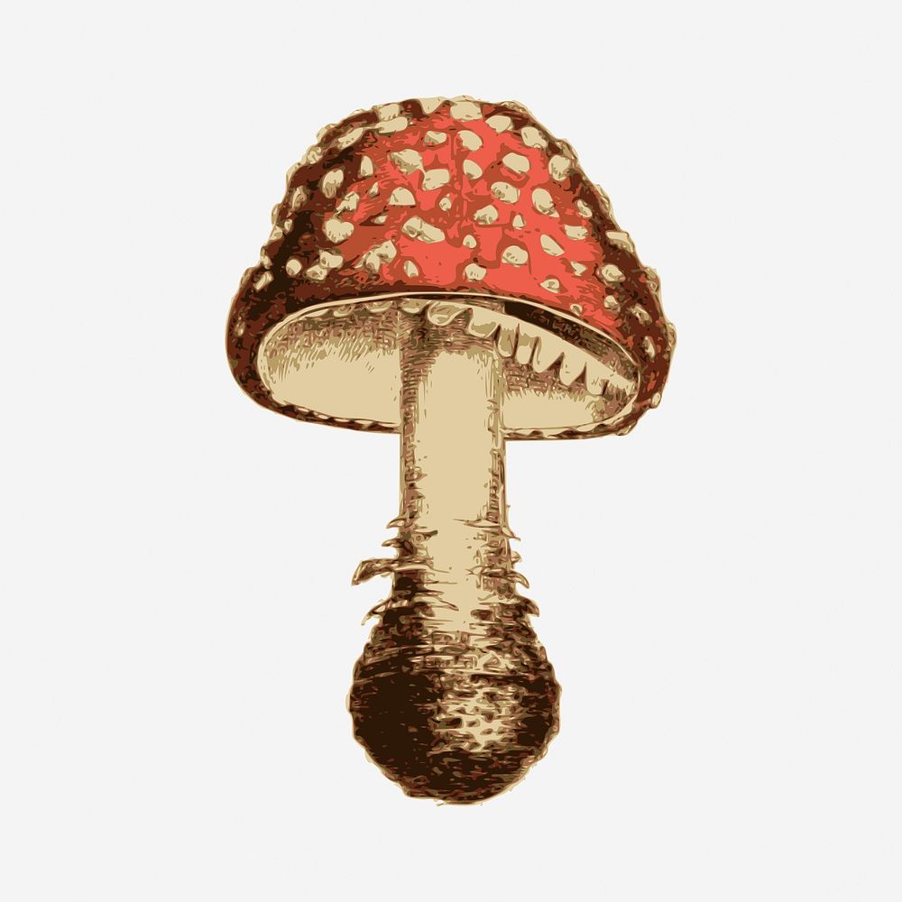 Vintage mushroom hand drawn illustration. Free public domain CC0 image.