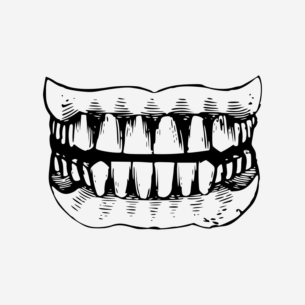 Human teeth drawing, vintage dental illustration. Free public domain CC0 image.
