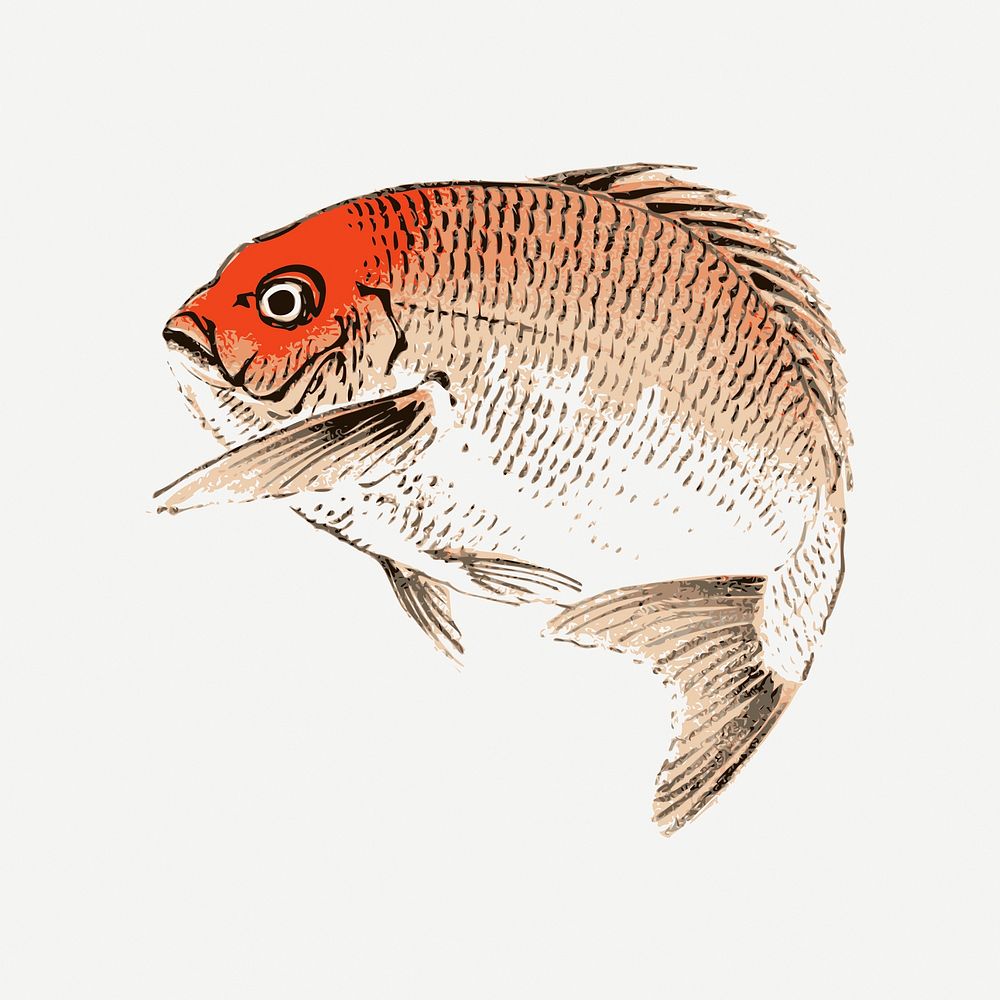 Red sea bream fish clipart, vintage animal illustration psd. Free public domain CC0 image.