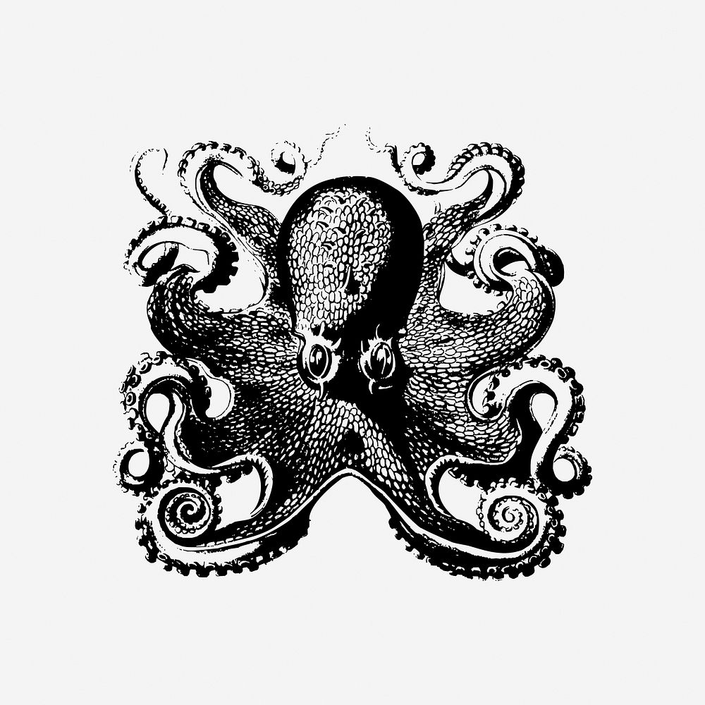 Octopus drawing clipart, vintage sea life illustration. Free public domain CC0 image.