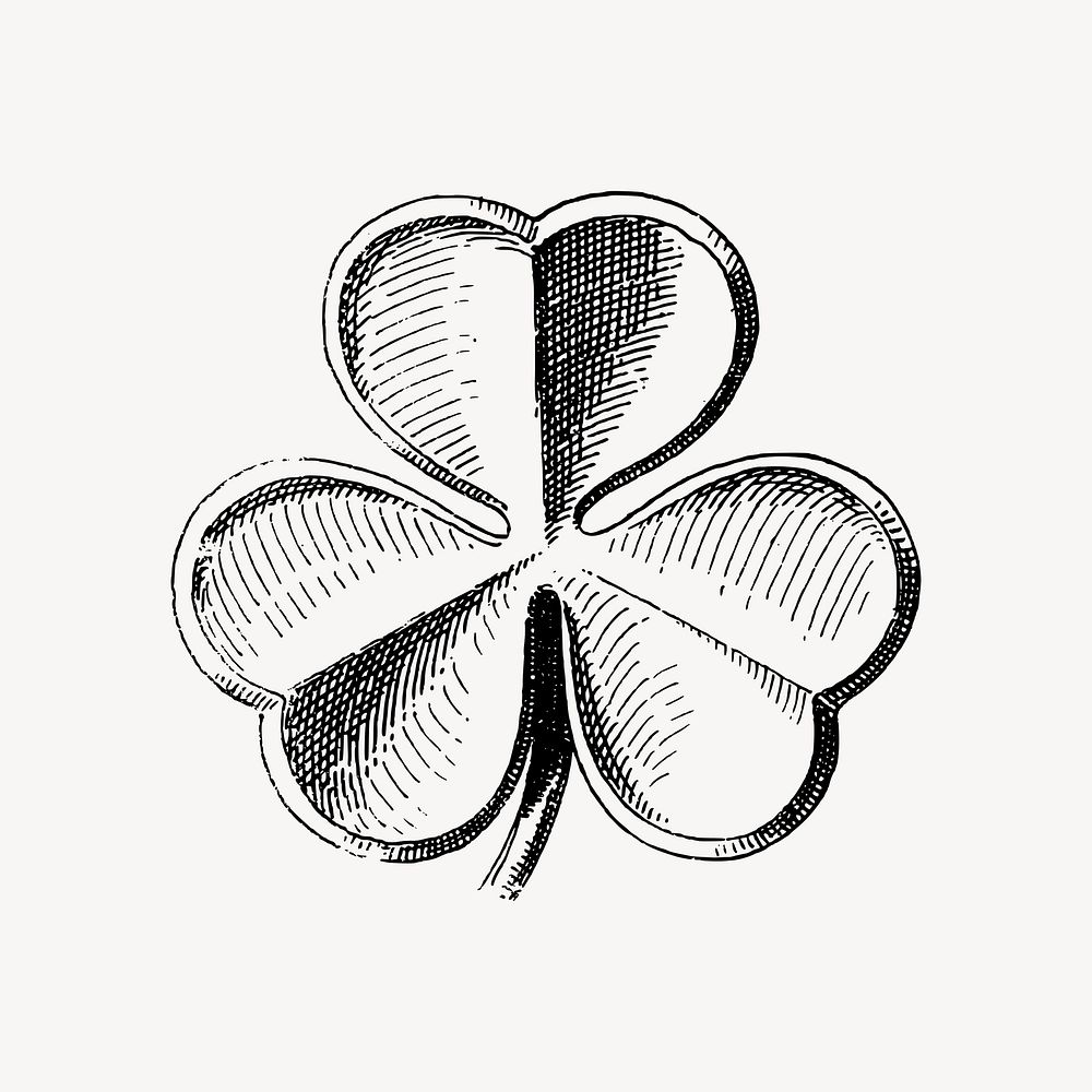 Shamrock clover leaf drawing clipart, Irish botanical illustration vector. Free public domain CC0 image.