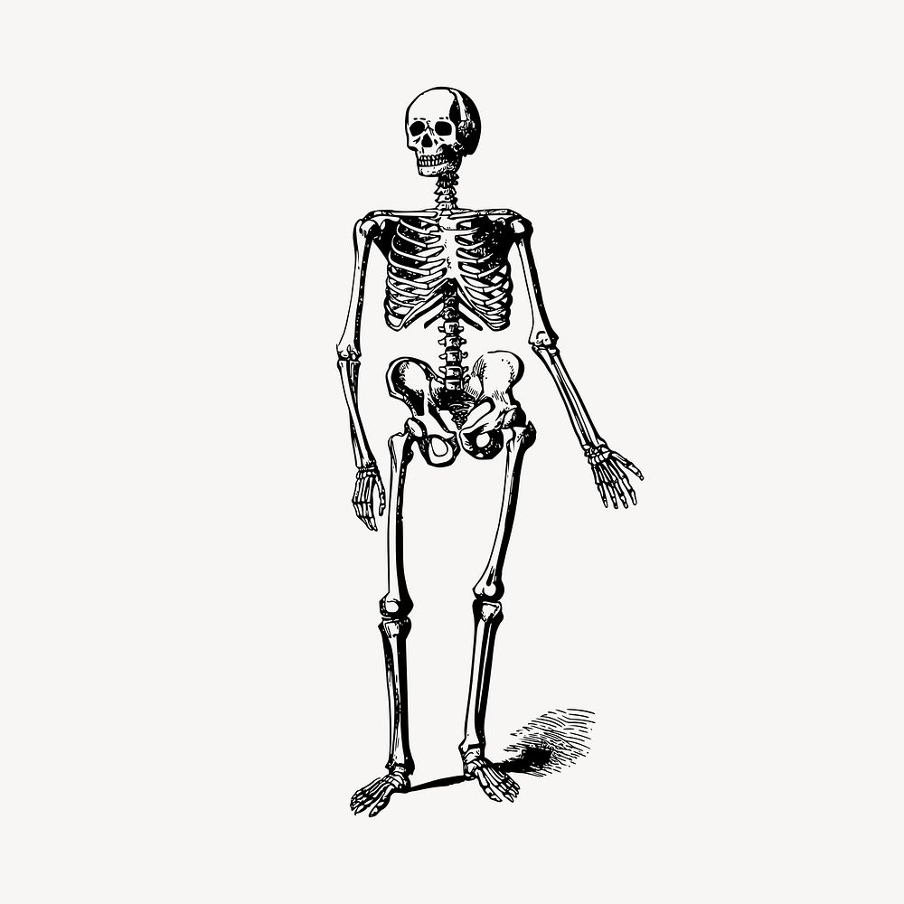 Skeleton drawing clipart, vintage illustration vector. Free public domain CC0 image.