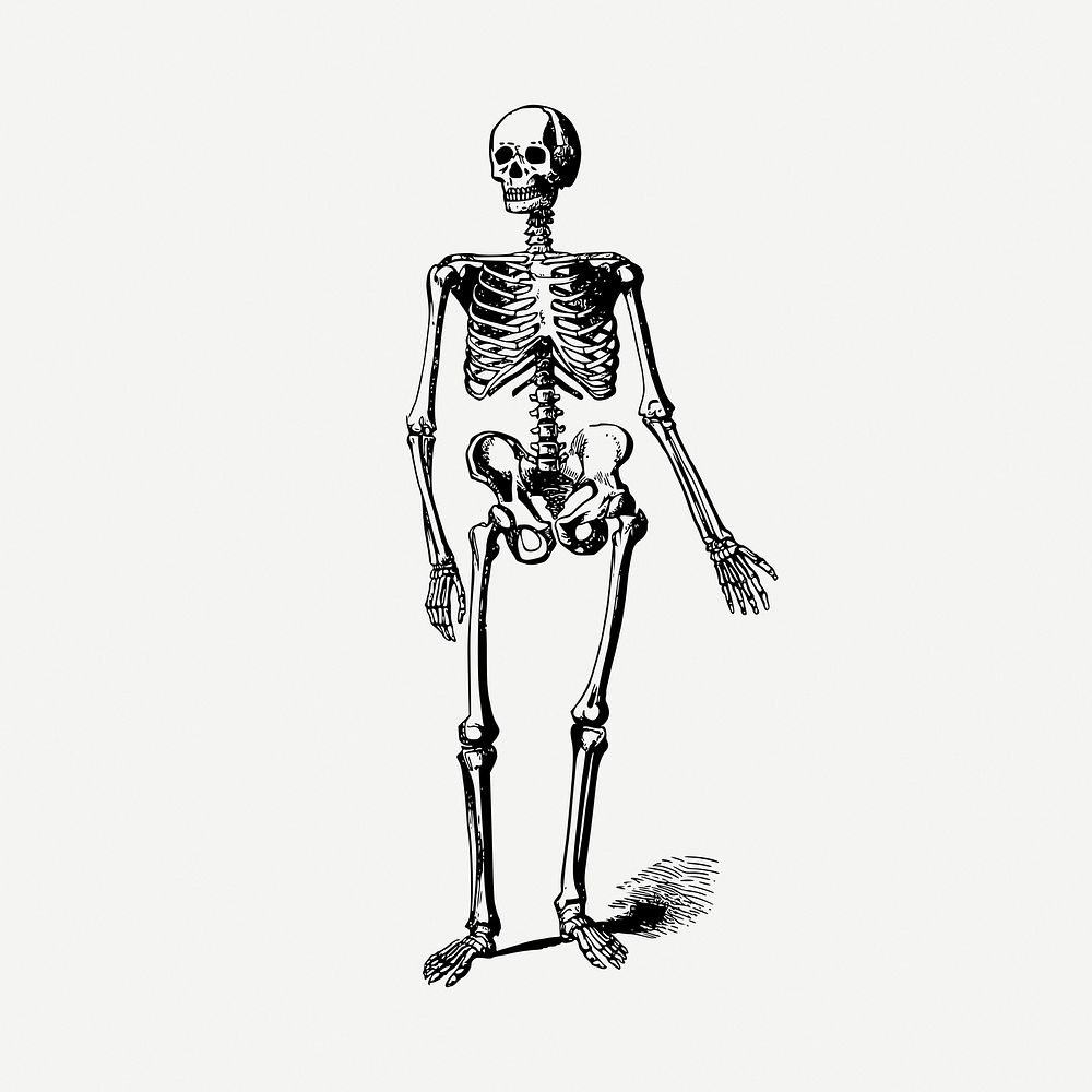 Skeleton drawing, vintage illustration psd. Free public domain CC0 image.