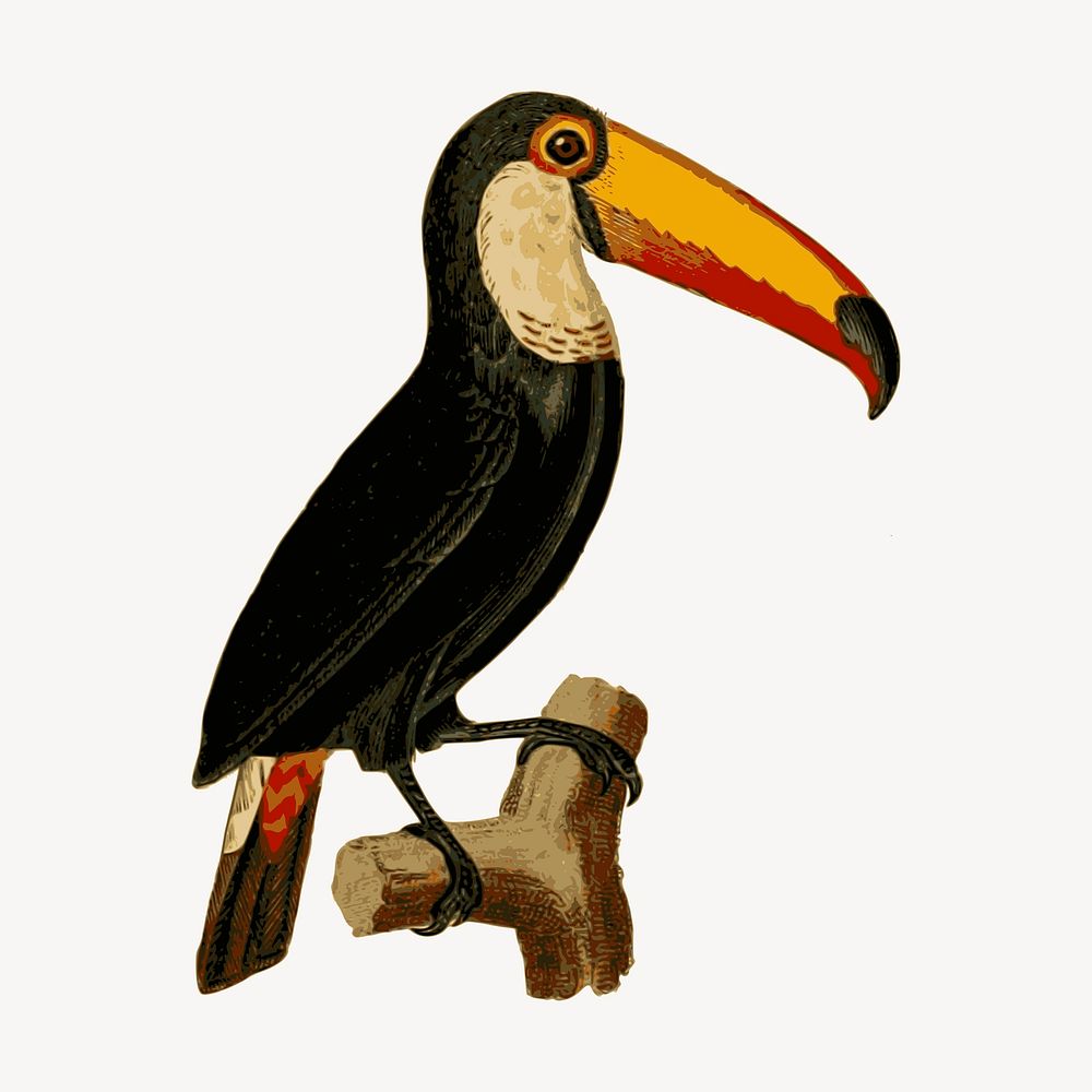 Toucan bird clipart, animal illustration vector. Free public domain CC0 image.
