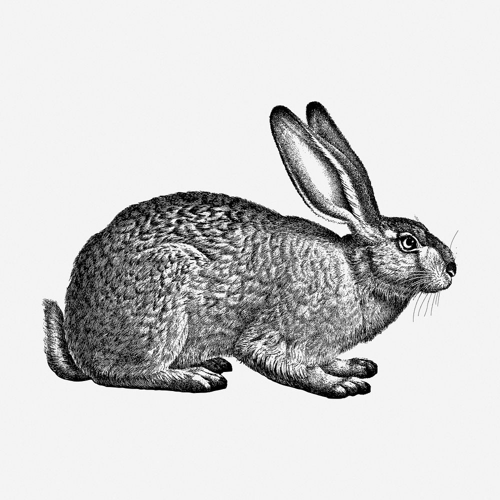 Rabbit hand drawn illustration. Free public domain CC0 image.