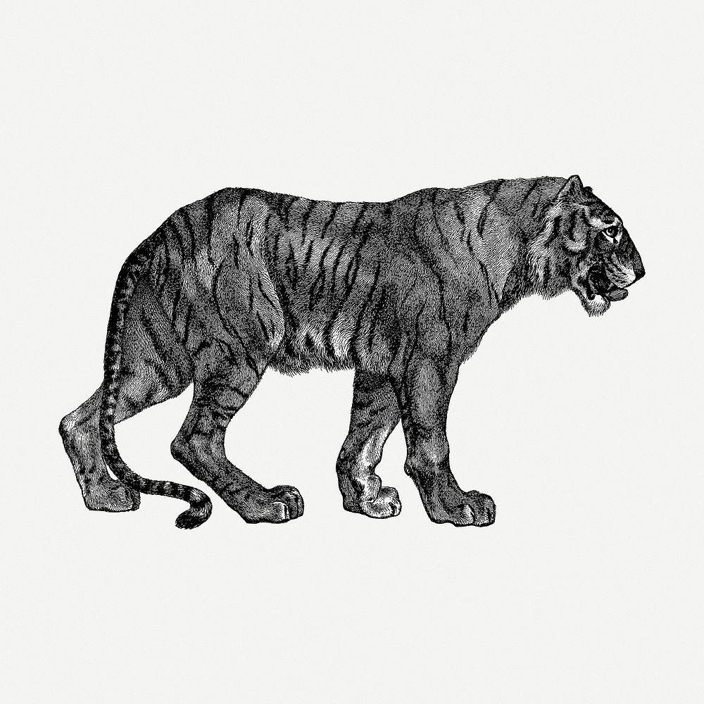 Tiger drawing clipart, wild animal illustration psd. Free public domain CC0 image.