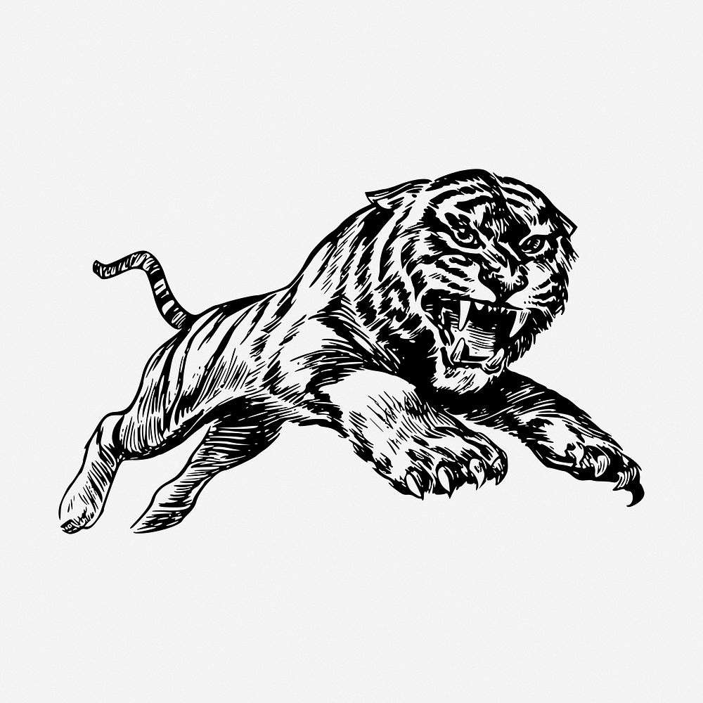 Jumping tiger hand drawn illustration. Free public domain CC0 image.