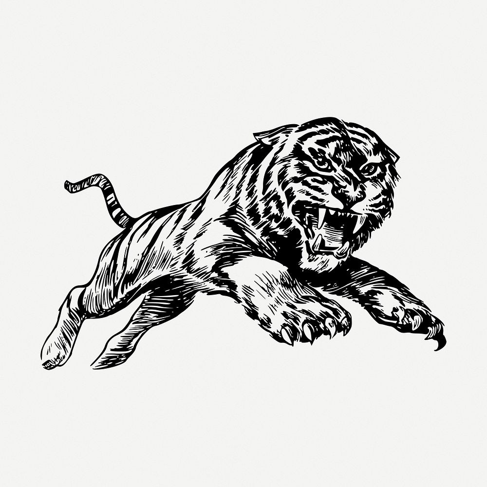 Tiger drawing clipart, wild animal  illustration psd. Free public domain CC0 image.