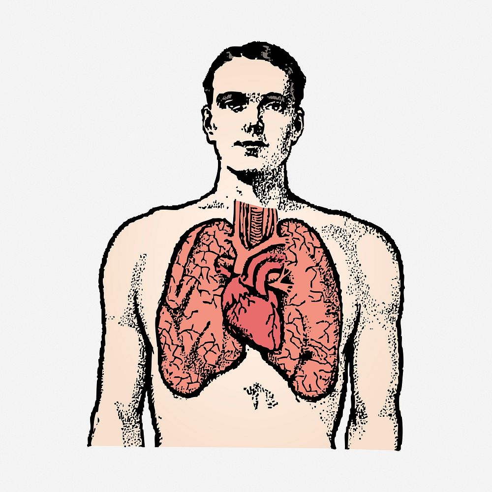 Anatomy man, lungs illustration. Free public domain CC0 image.
