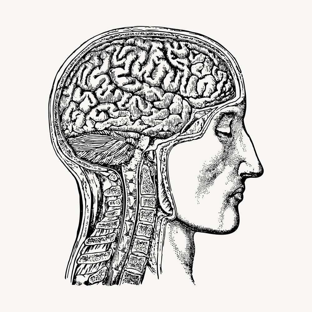 Anatomical brain man hand drawn clipart, black and white illustration vector. Free public domain CC0 image.