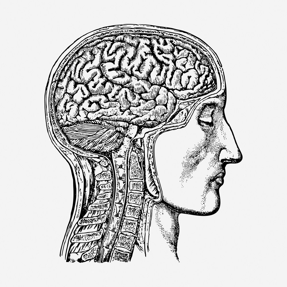 Anatomical brain man hand drawn illustration. Free public domain CC0 image.