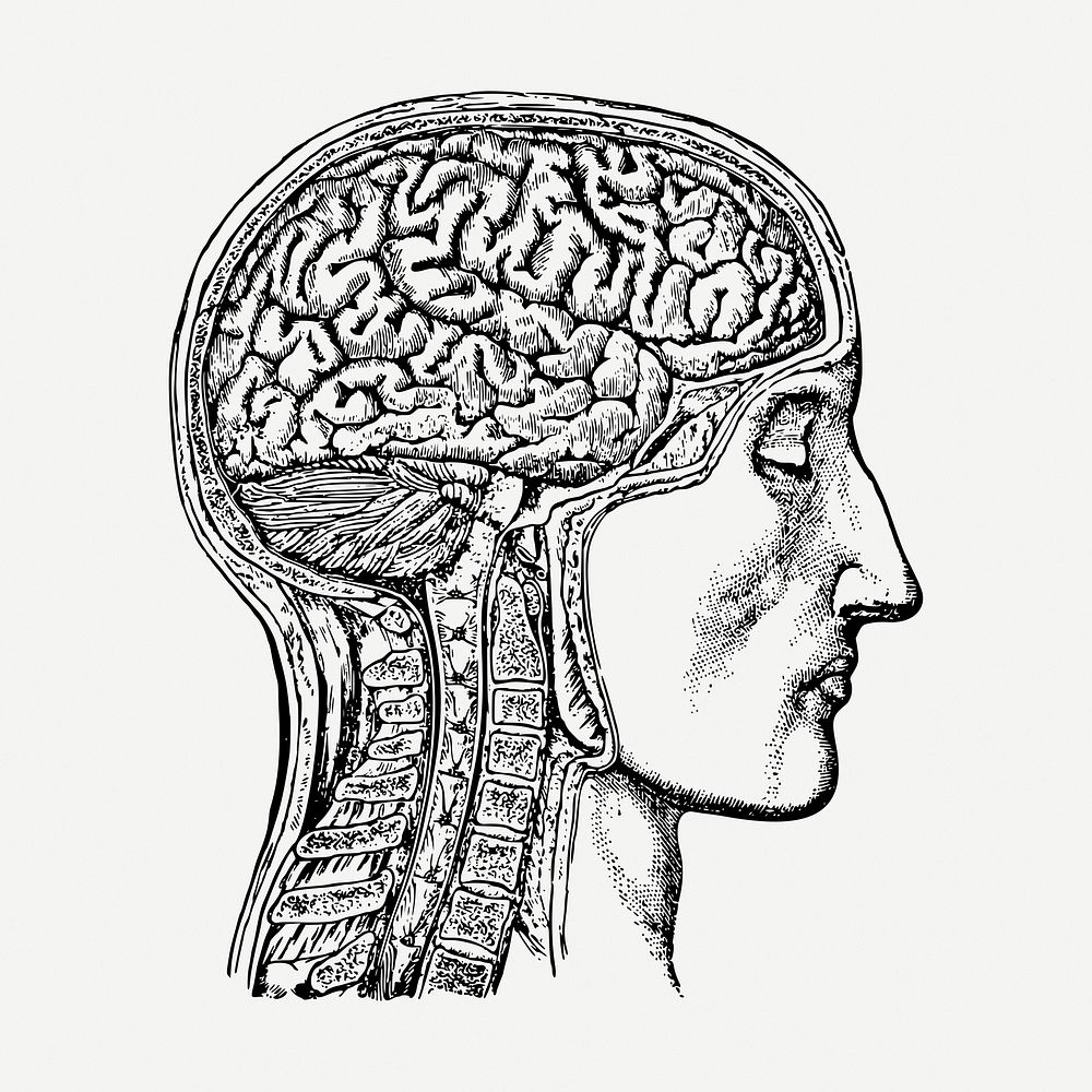 Anatomical brain drawing clipart, man illustration psd. Free public domain CC0 image.