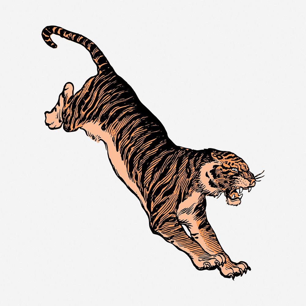 Jumping tiger illustration. Free public domain CC0 image.
