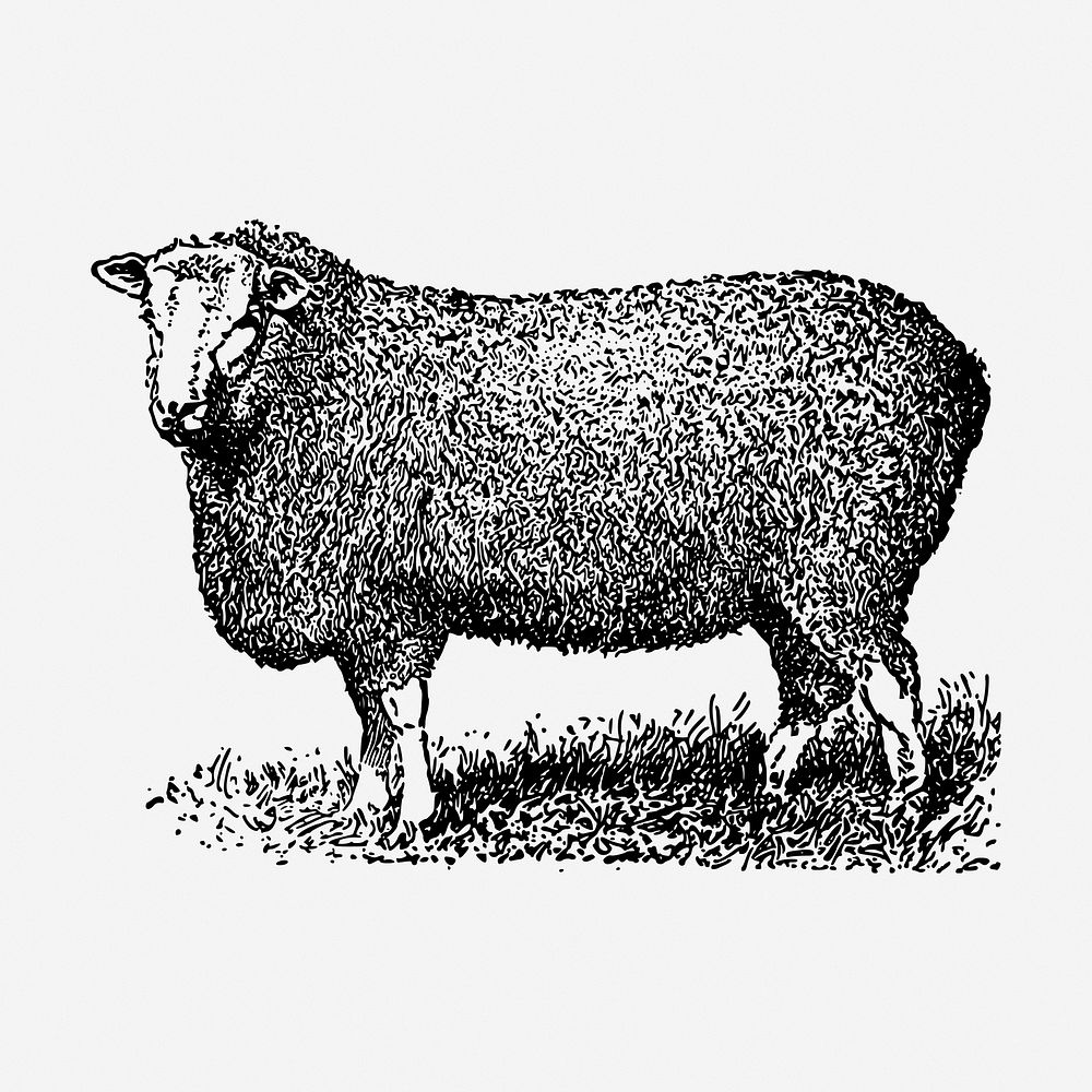 Farm sheep hand drawn illustration. Free public domain CC0 image.