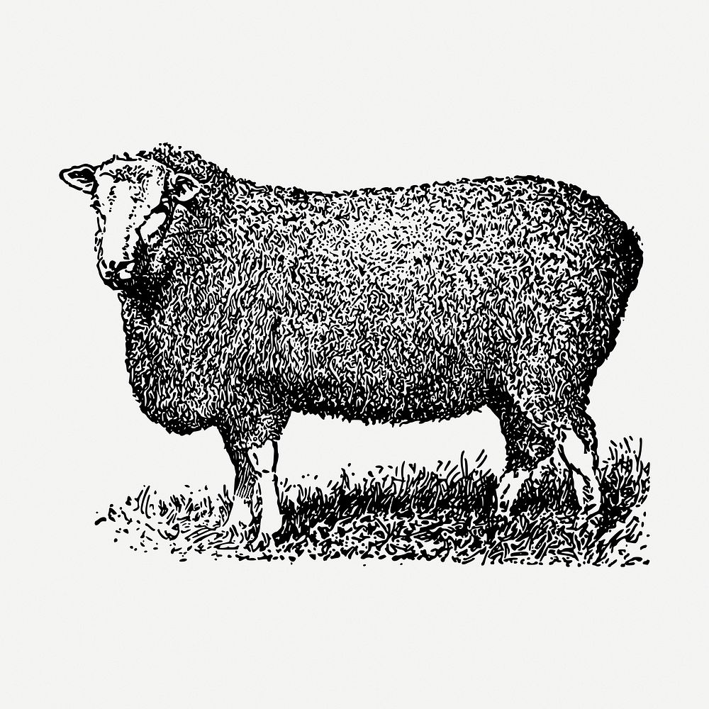 Farm sheep drawing clipart, animal illustration psd. Free public domain CC0 image.
