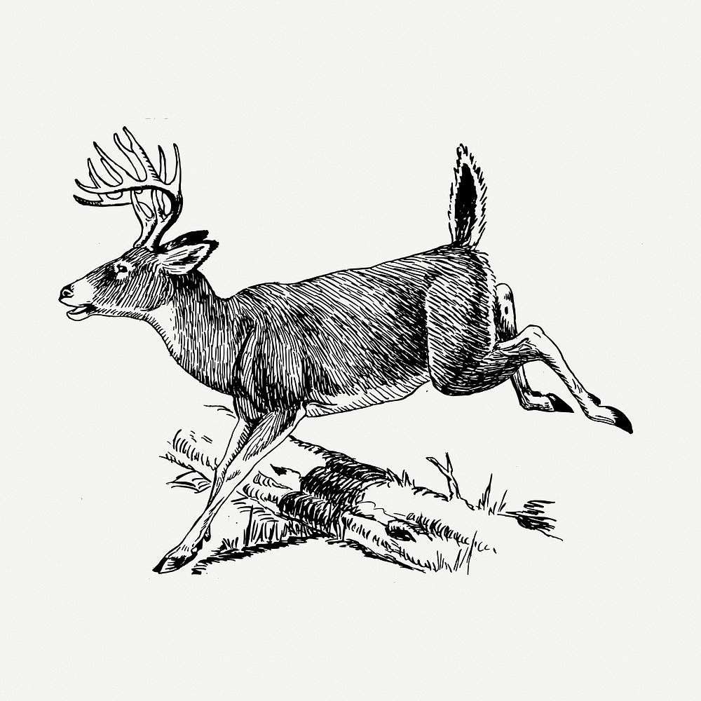 Deer drawing clipart, animal illustration psd. Free public domain CC0 image.