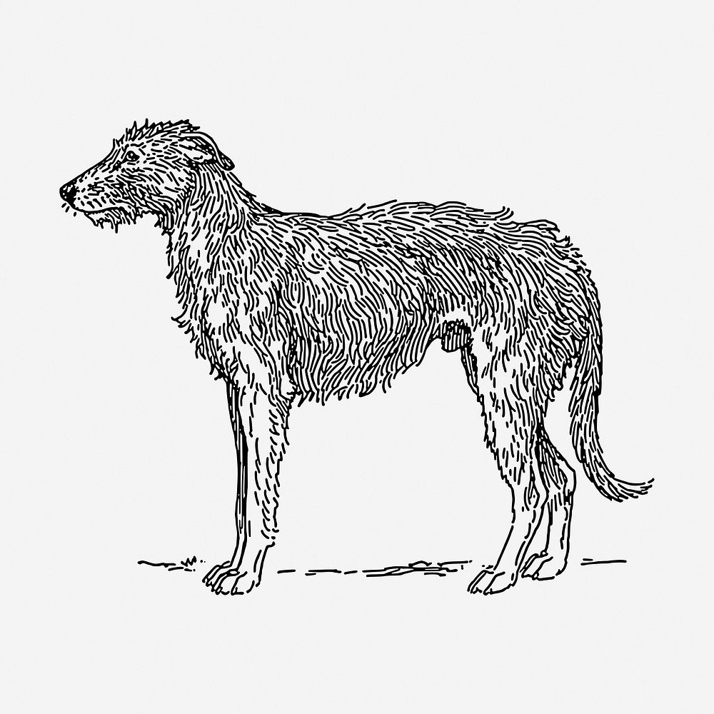 Deerhound dog hand drawn illustration. Free public domain CC0 image.