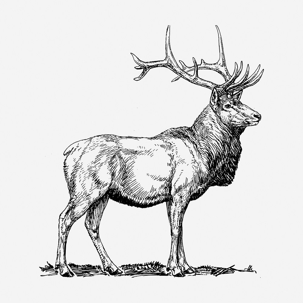 Elk hand drawn illustration. Free public domain CC0 image.