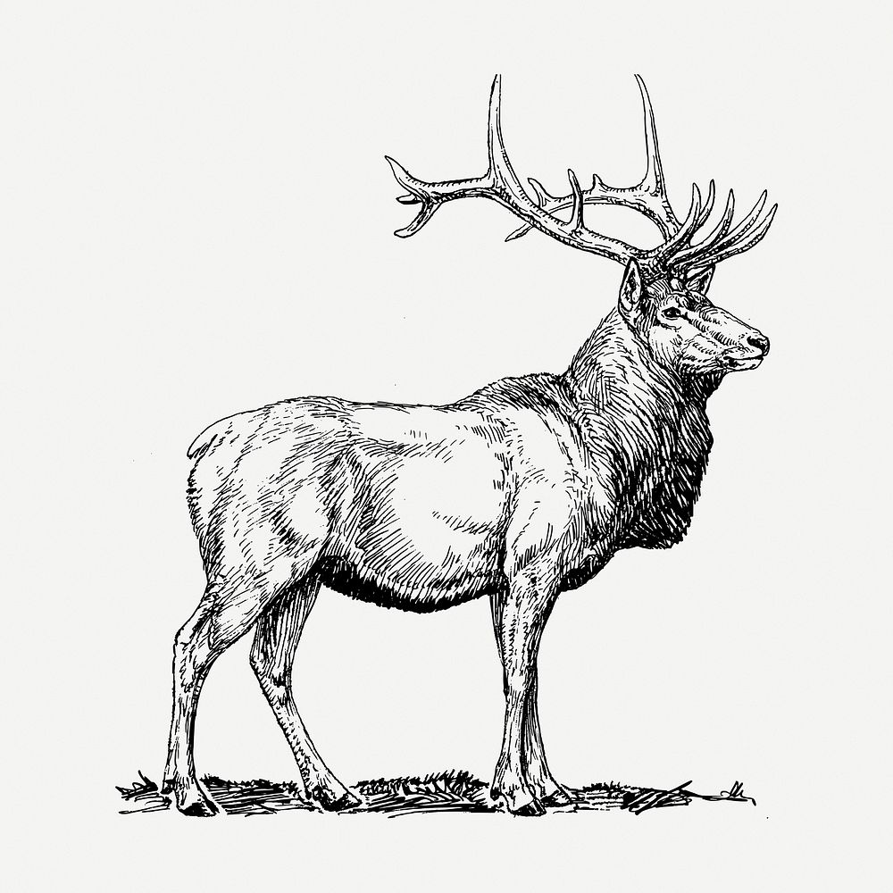 Elk drawing clipart, wild animal illustration psd. Free public domain CC0 image.