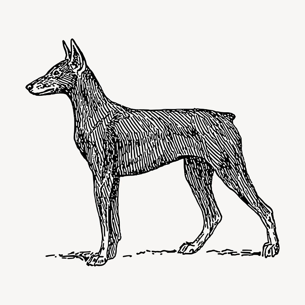 Doberman dog hand drawn clipart, pet illustration vector. Free public domain CC0 image.