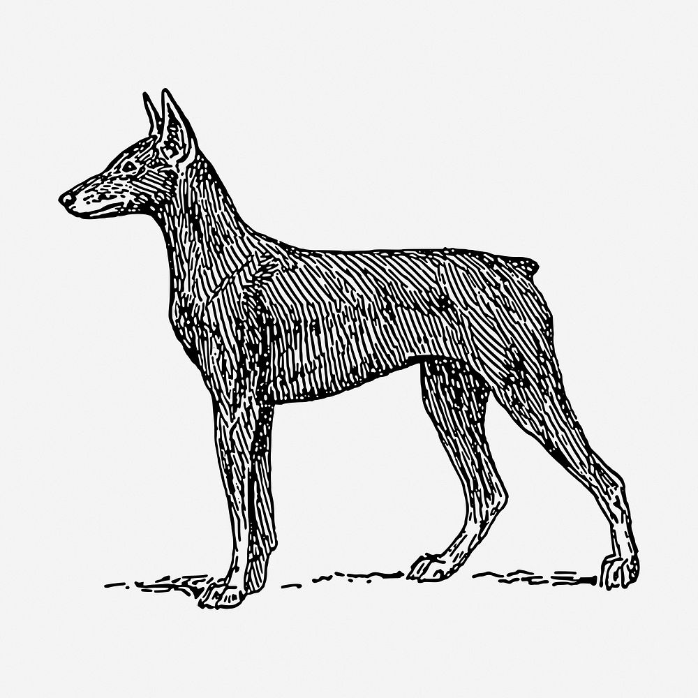 Doberman dog hand drawn illustration. Free public domain CC0 image.